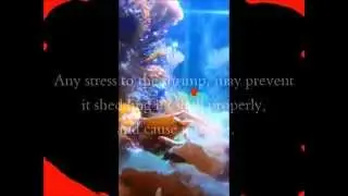 How to keep a cleaner shrimp.