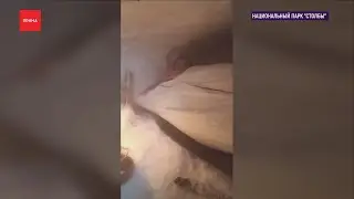 Столбисты заночевали в сугробе в -40