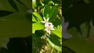 В Сочи цветут мандариновые деревья 🌳