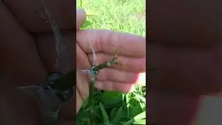 прививка в расщеп