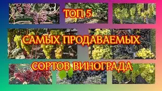 Топ 5 самых продаваемых сортов винограда.