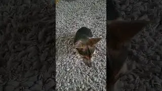 luna does Hi 5