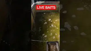 umpan udang hidup dulu 