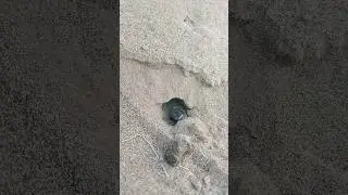 0 to 100 lives of an insect😨💯#shorts#animals#insects#how