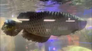 Giant dragon fish #shorts #viral #trending #raymondgeneration #animals #aquarium