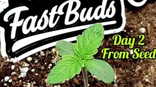420 FASTBUDS AUTOFLOWER LINE, DAY 2 SEEDLINGS FOR NEXT GROW, VIPARSPECTR LED