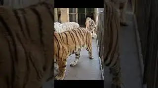 Tiger 227