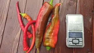 Hot peppers! A review of two varieties: Red Fat Man & Ram's Horn.