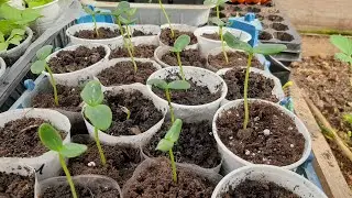 The cucumber seedlings have stretched out. Why?