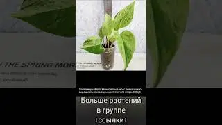 20.04.24 #Растения почтой🌿Липецк🌸Эпипремнумы🌿Рипсалис🌸Орхидеи🌿Сингониум🌸 #цветы #растения #shorts
