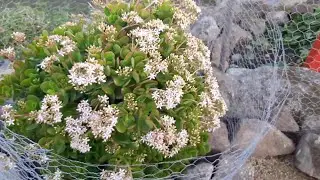 Сад суккулентов