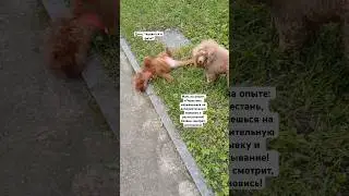 Ситуация 😂жиза #Shorts #шортс #смешныеживотные }карикатура #’барбарис #тойпудель #собака