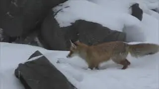 Лиса красавица
