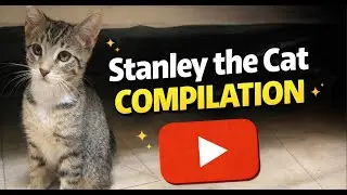 cute cat compilation but it's only stanley p. zilla