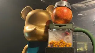 Забивка кальяна на фрукте)
