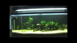 55 gallon update Algae scrubber running