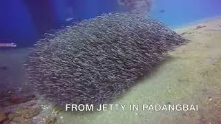 STRIPED EEL