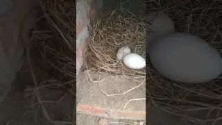 cara bikin tempat telur angsa