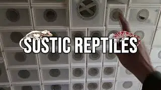 Crested Gecko Tubs For Sale!
