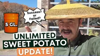 How to Recycle your Old Potting Soil | Sweet Potato Update