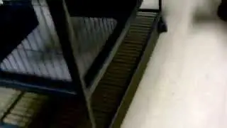 should i get this cat?