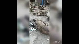 Украинцам стоит задуматься их детям нужны Отцы!!!