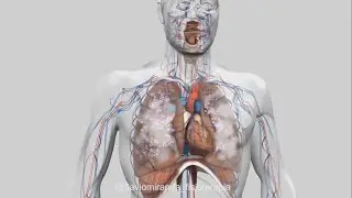 SISTEMA RESPIRATÓRIO