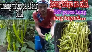 buhay probinsya - first harvest(unang pitas) sa tanim nating mga SILI sa bundok ang daming bunga
