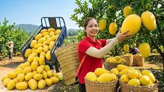 INCREDIBLE! We Harvested 5,000 KG of Mangoes with a Three-Wheeled Truck for the Market 🚛🥭