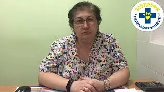 Как Предостеречь Собак и Щенков от Инфекций Если вы Идете на Выставку?