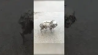 СЛАВА БОГУ ЕГО НАШЛИ😭