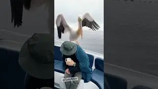 Потрясающие эмоции 🔥 Взаимодействие с животными в естественной среде обитания 😻👍 