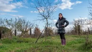 NESPOLE, CACHI E PORRO: RACCOLTO INVERNALE NELL' ORTO