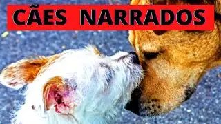 💓Animais Domésticos   Animais de Estimação.