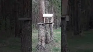 белочка кушает