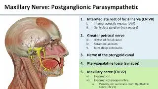 Orbit - Innervation of Lacrimal Gland