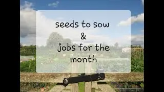 Vegetable Seeds to Sow in August (2020)