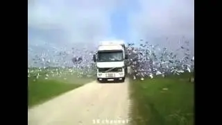 ЛУЧШИЕ ПРИКОЛЫ ЗА НЕДЕЛЮ ВЫПУСК 21 !!!