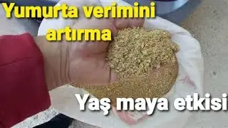 If chickens are not laying eggs, this recipe is an effective way to increase egg production.