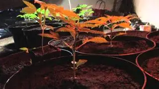 Plantacja konopi indyjskich w gminie Nowa Karczma
