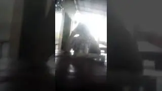 Orang gila