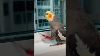 #попугай