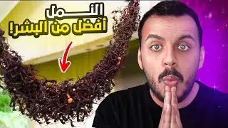 ليش النمل يملكون سورة كاملة بأسمهم في القرآن الكريم؟ 🤔 🐜