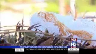 Medical Waste Spewed on Lawns