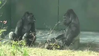 シャバーニと息子キヨマサ 130  Dad Shabani & son Kiyomasa
