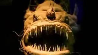 216rare world's vicious ugly monster fish