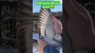 Sister to 40 time 1st prize | #shorts #viral #pigeon #pigeonracing