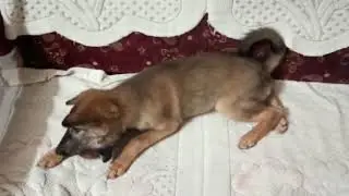 dog playing with coconut shell ,funny video capsy the real star