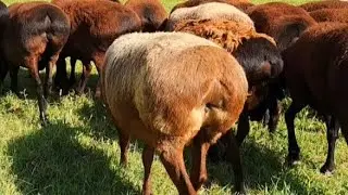 XISORI SOVLIQ QÓYLAR | ГИССАРСКИЕ ОВЦЫ СУРХАНДАРЬИ
