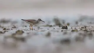 Grey tailed Tattler eating a Crab